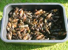 006-Alla_Krftor-2004-08-07