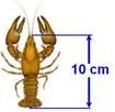 minimim�tt-10cm